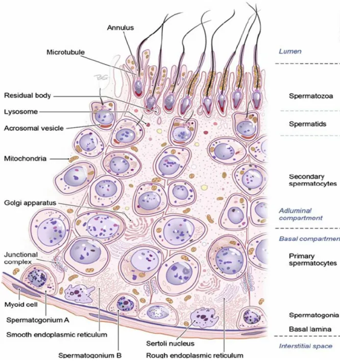 Figure 1  Section of the germinal epithelium in the seminiferous tubule. (Sharma &amp; Agarwal., 2014) 