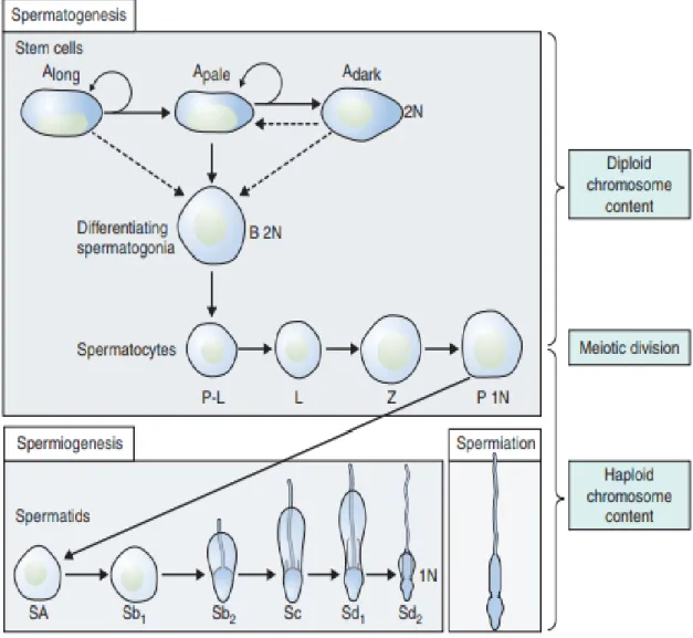 Figure  5  Differentiation  of  a  human  diploid  germ  cell  into  a  fully  functional  spermatozoon,  (Huckins C, 1975)