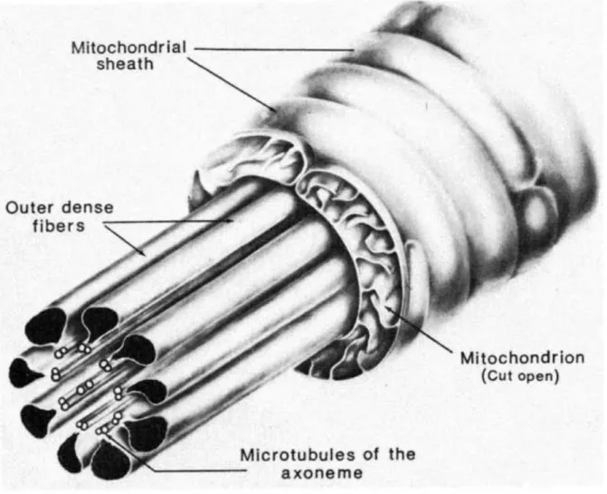Figure  6  An  extende  d  diagram  of  the  components  in  the  midpiece  of  a  mammalian  spermatozoon  tail  (Fawcett, 1975)  