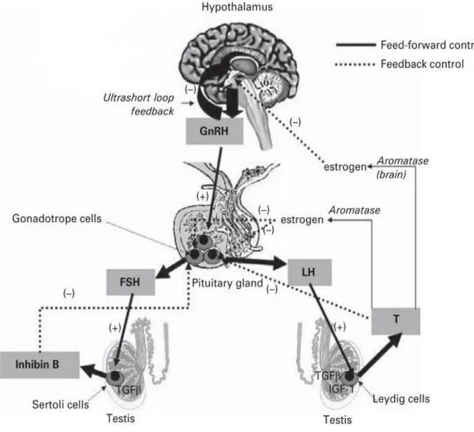Figure 9 Diagram of the hypothalamic−pituitary−testis axis (Adapted from Niederberger, 2011)