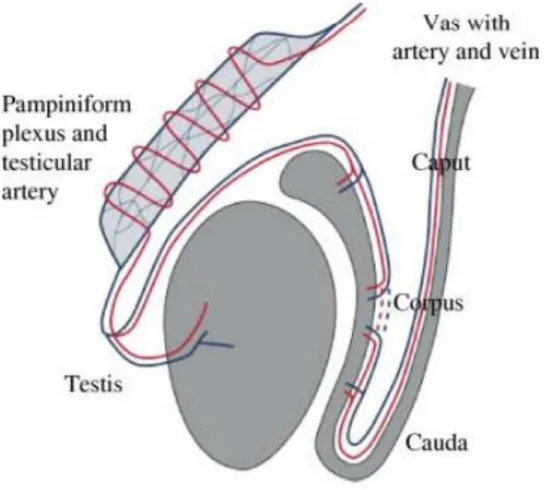 Figure 10 Model of counter-current transfer of heat or a substance from the venous blood in the pampiniform plexus to  the blood in the testicular artery ( Einer-Jensen &amp; Hunter, 2005)