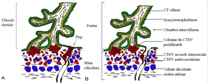 Figure 5 : Représentation schématique de la villosité crampon. A : villosité choriale et plugs endovasculaires en  place (flèche), empêchant l’inondation de la chambre intervilleuse par le sang maternel en début de grossesse