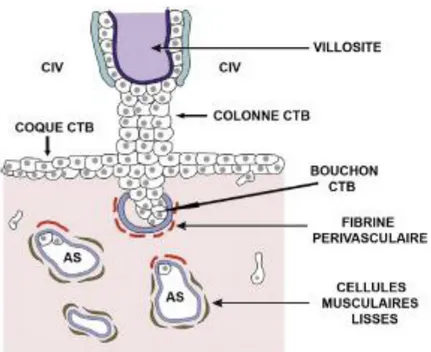 Figure 6 : Diagramme illustrant la migration des cellules cytotrophoblastiques (CTB) autour et à l’intérieur de la  lumière des artères spiralées (AS)