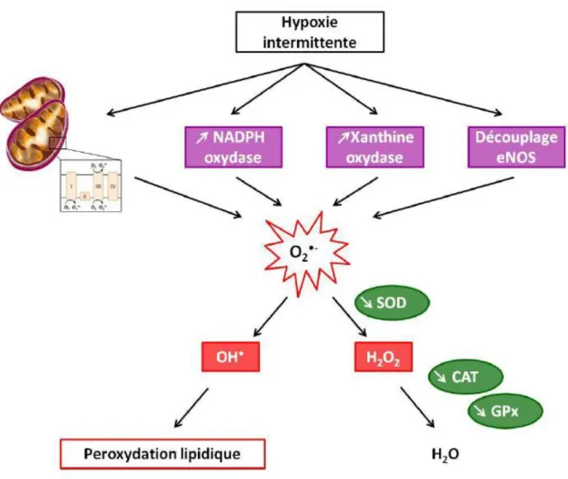Figure  9 :  Schéma  illustrant  l’origine  du  stress  induit  par  l’hypoxie/reoxygenation  ainsi  que  les  défenses  anti- anti-oxydantes  diminuées  (D’après  Morand  2017)