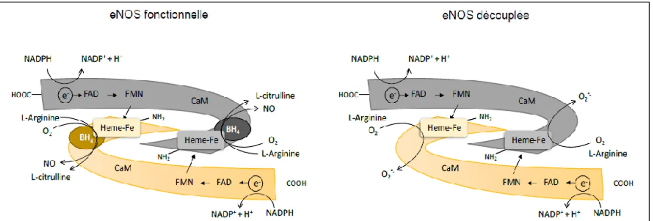 Figure  11  :  Représentation  schématique  de  la  eNOS.  A.  eNOS  fonctionnelle,  production  de  NO  grâce  au  flux  électronique assuré par le système de flavines et le BH4 intimement lié à l’hème ferrique