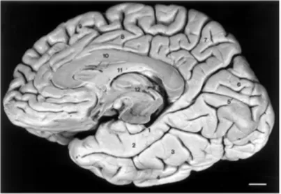 Figure	4 	and	 Figure	5 	depict	an	overview	of	both	the	situation	of	the	MTL	structures	and	