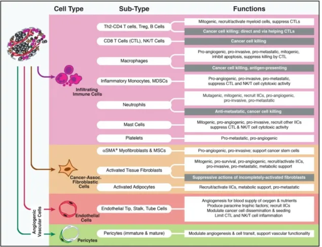 Figure 5 : Schéma représentant les différents types cellulaires du microenvironnement tumoral et leur impact