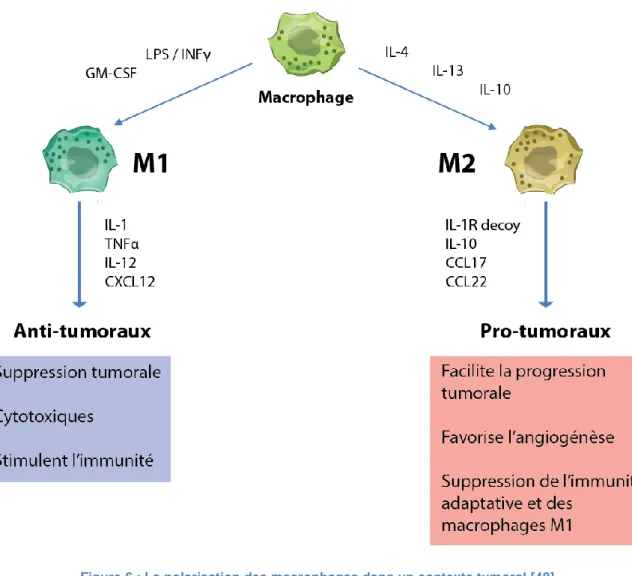 Figure 6 : La polarisation des macrophages dans un contexte tumoral [48]. 