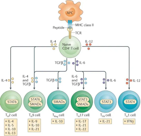 Figure 9 : caractéristiques des sous-populations de LT-CD4 +  [72]. 
