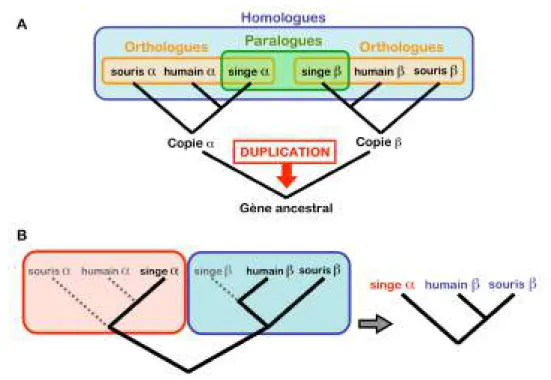 Figure 2 – A : Différenciation entre deux cas d’homologie, l’orthologie et la paralogie