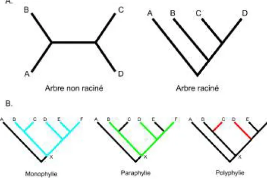 Figure 3 – A : Un arbre de 4 espèces non raciné suivi du même arbre raciné entre l’espèce A et les espèces B,C et D