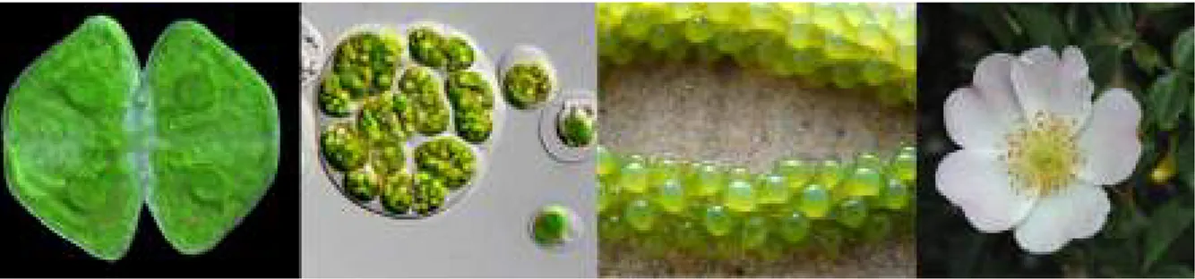 Figure 6 – Cosmarium sp. , Chlamydomonas augustae, Caulerpa uva et Rosa canina Les algues rouges (Rhodophyta) forment le dernier groupe d’Archaeaplastida