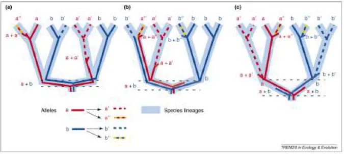 Figure 21 – Représentation du tri de lignée incomplet. source(Whitfield et Lockhart 2007)