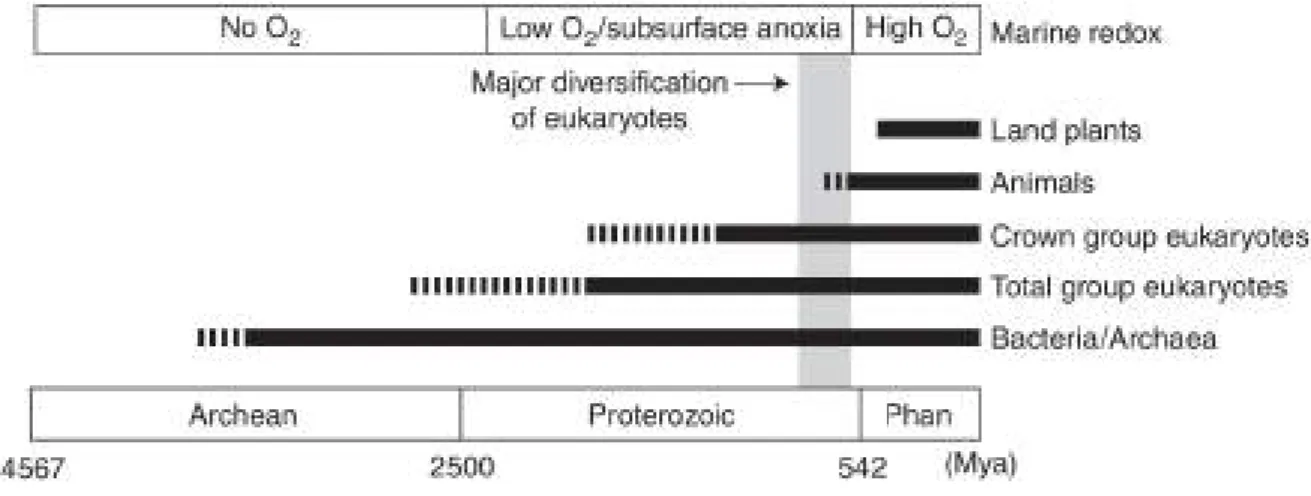 Figure 1 – Résumé du début de l’évolution des eucaryotes en fonction de la présence d’oxygène Knoll 2014.