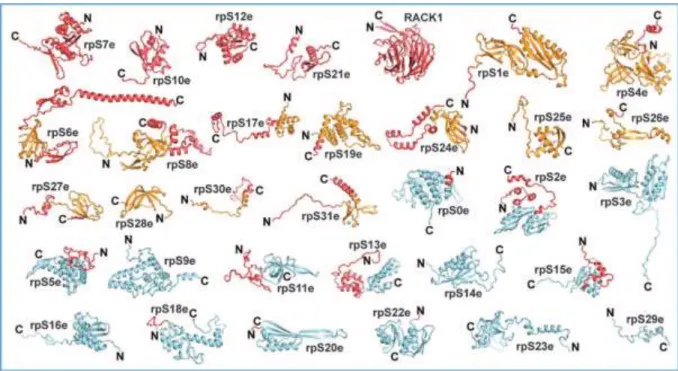 Figure 12. Représentation de la structure des protéines ribosomiques de la sous-unité 40S