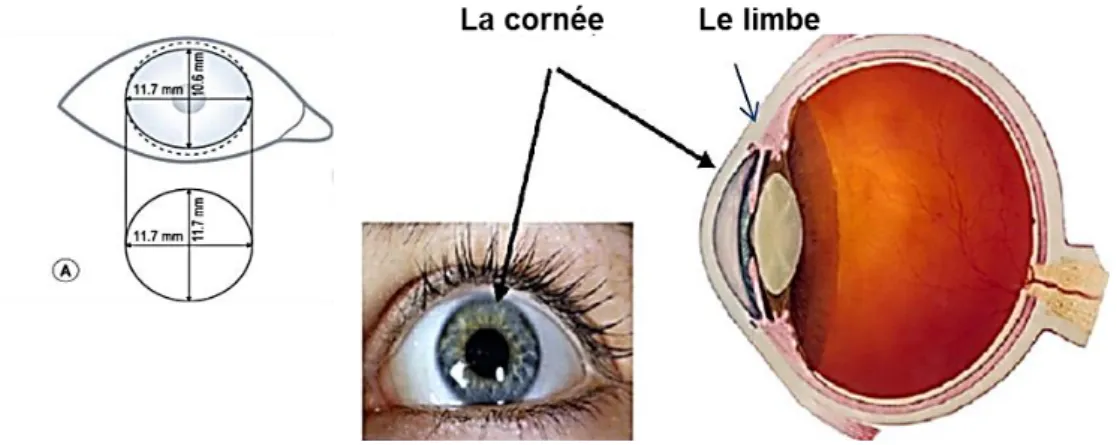 Figure 1. Représentation schématique de la face antérieure du globe oculaire 