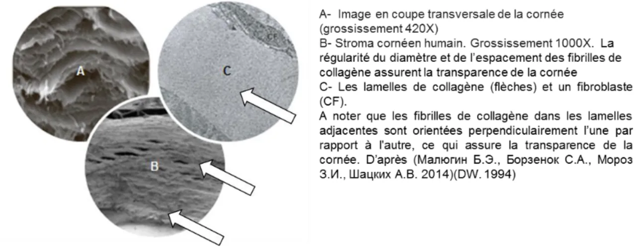 Figure 10. La couche Dua de la cornée humaine 