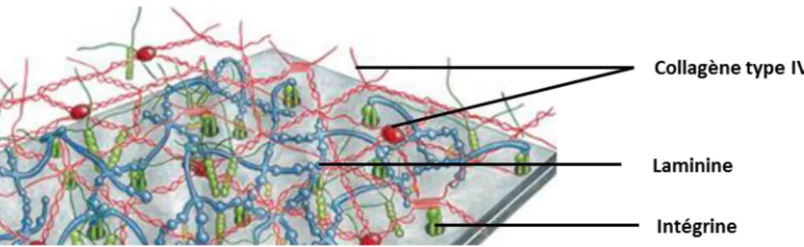 Figure 11. Représentation schématique de la membrane de Descemet et ses  composants 