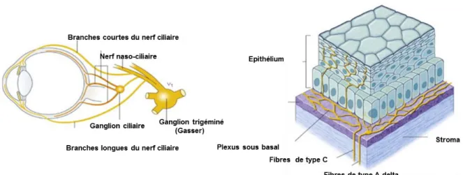 Figure 16. Schéma de l’innervation cornéenne (à gauche) et représentation  tridimensionnelle de l'innervation de la cornée humaine (à droite)