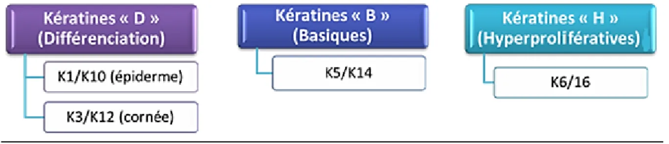 Tableau 1. Distribution des kératines dans l’épiderme et l’épithélium cornéen . 