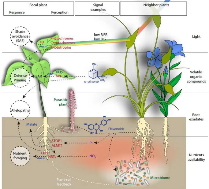 Figure 1. Neighbor detection and response strategies in plant-plant interactions. The main classes  of signals and clues that mediate plant-plant communication are indicate on the right hand side of the  figure:  light,  aerial  volatile  organic  compound