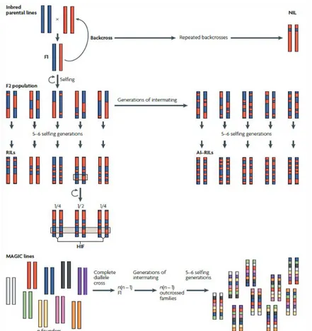 Figure  i.3. Illustration des différentes populations de QTL mapping traditionnel pouvant être utilisées  pour  cartographier  les  marqueurs  génétiques  associés  à  la  variation  naturelle  phénotypique