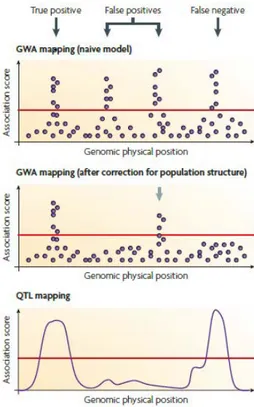 Figure i.4. Illustration des faux positifs et faux négatifs dans les études de GWA mapping