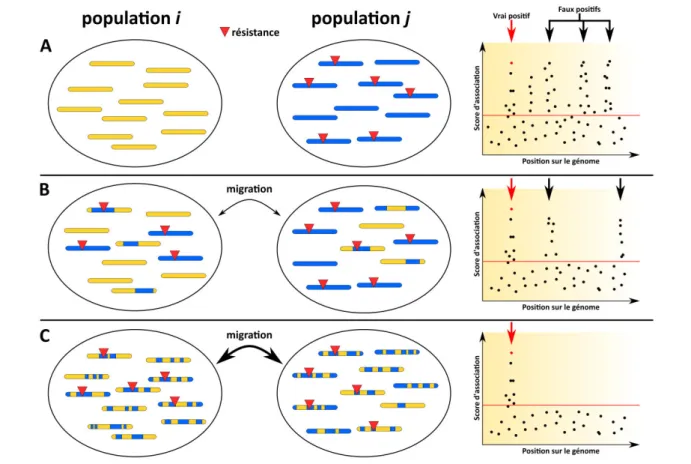 Figure  i.5.  Illustration  de  l’effet  de  l’histoire  démographique  d’une  espèce  sur  le  taux  de  fausses  associations  entre  génotype  et  phénotype