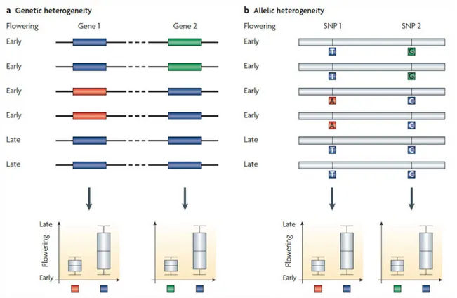 Figure  i.6. Illustration de  l’effet de l’hétérogénéité génétique et de l’hétérogénéité allélique sur la détection de  QTL dans les études de GWA mapping