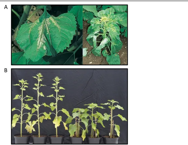 Figure 8 : Tournesols infectés par Plasmopara halstedii (A) et Orobanche cumana (B).  A