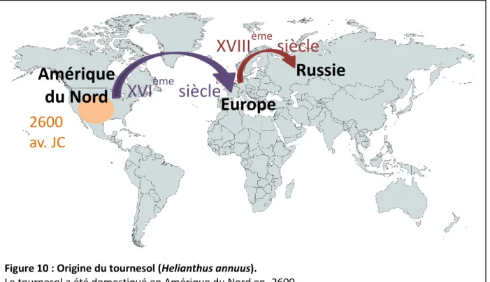 Figure 10 : Origine du tournesol (Helianthus annuus).