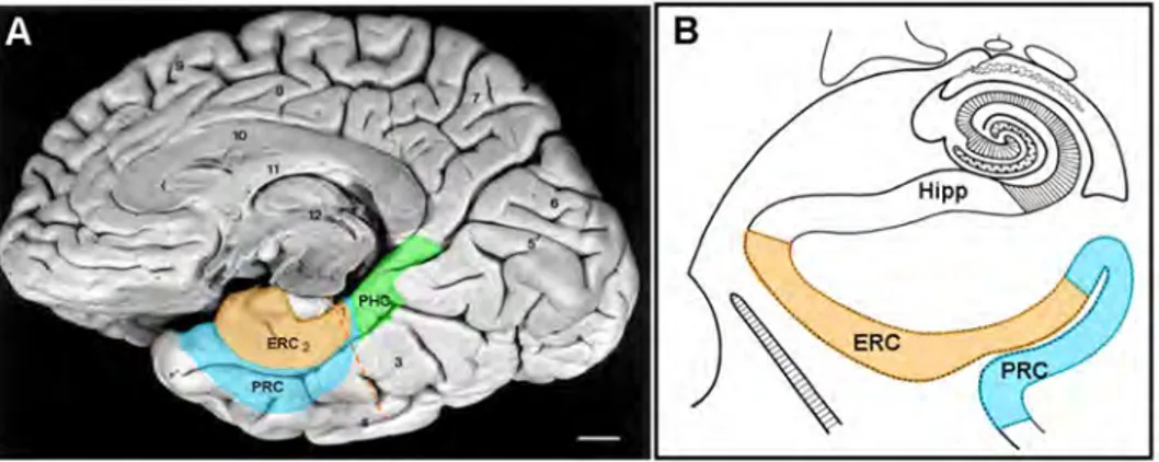 Figure 4 : Les structures sous-hippocampiques.  A : vue sagittale médiale, B : vu coronale (Duvernoy, 2005) ;   Hipp : hippocampe, ERC : cortex entorhinal, PRC : cortex périrhinal