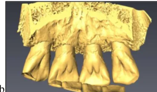 Figure 23.  Isosurfaces du bloc incisif maxillaire du spécimen 5885. a. Vue vestibulaire