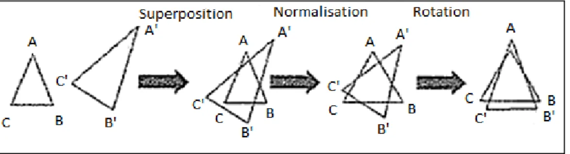 Figure 33. Etapes de la technique de superposition Procruste (Evin et al., 2008). 