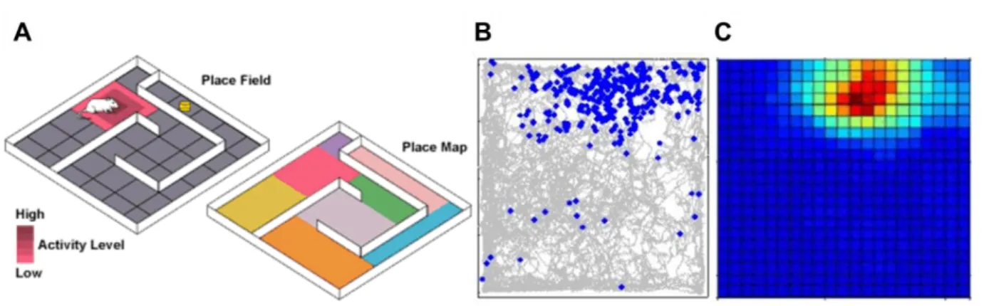 Figure  18 :  (A)   Schéma  de  l’activation  d’une  cellule  de  lieu  d’un  rat  en  mouvement  dans  un  labyrinthe  et  analogie  ave c  une  carte  rep résentant  l es  champs  de  lieu   de  diff érentes  ce llules  de  lieu
