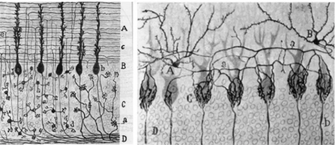 Figure  19 :  Dessins  origi naux  de  coupe  de  cervelet  des  premiers   travaux  d e  Santiago  Ra món  y  Cajal (1988)