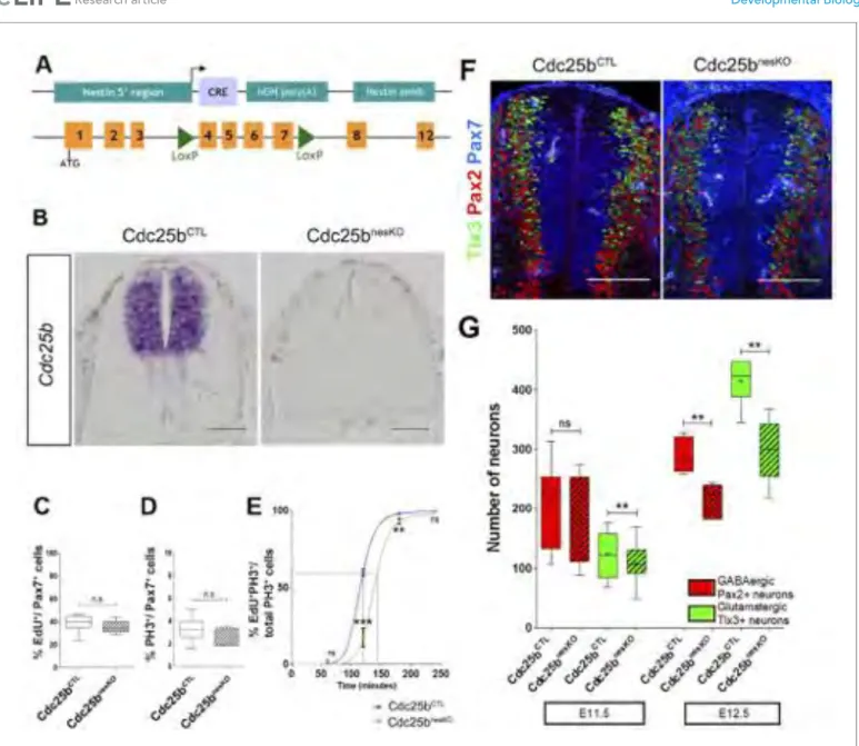 Figure 1. Cdc25b conditional genetic loss-of-function increases the G2-phase length and impairs dorsal spinal neurogenesis