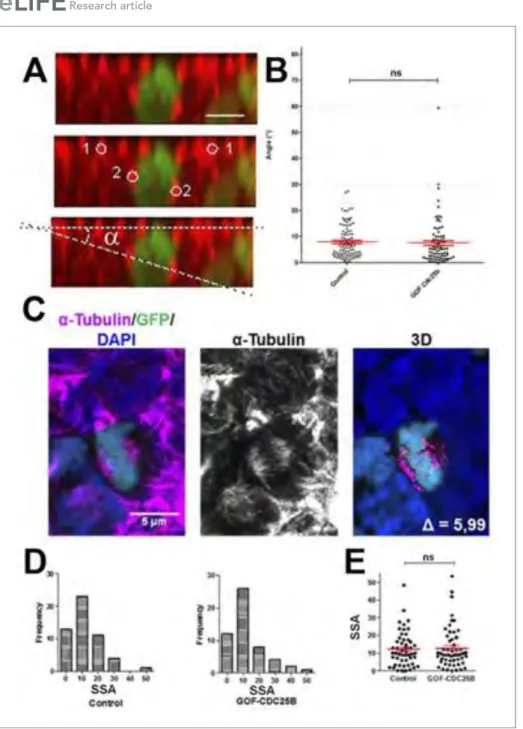 Figure 3. CDC25B gain-of-function does not affect mitotic spindle orientation or spindle-size asymmetry (SSA)