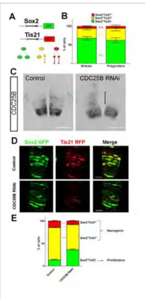 Figure 5C ), and neurogenic divisions either HuC/ D þ -HuC/D " (middle panel in Figure 5C ) or HuC/