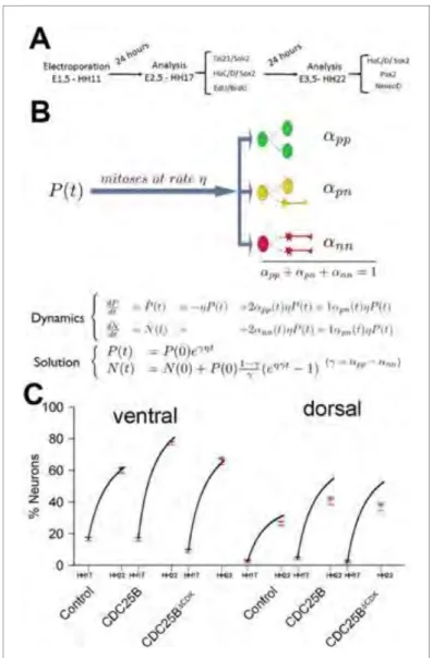 Figure 6. Mathematical model linking the mode of division to the fraction of neurons generated