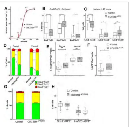 Figure 7. CDC25B gain-of-function promotes neurogenesis independently of CDK interaction