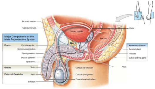 Figure 1. Anatomie de l’appareil urogénital masculin. PPAT : Periprostatic Adipose Tissue