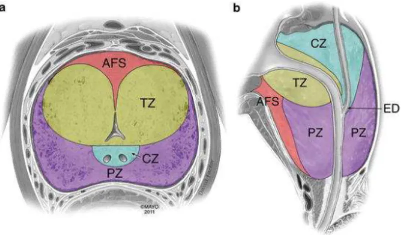 Figure 2. Anatomie zonale de la prostate telle que décrite par McNeal. Schéma de la prostate en 