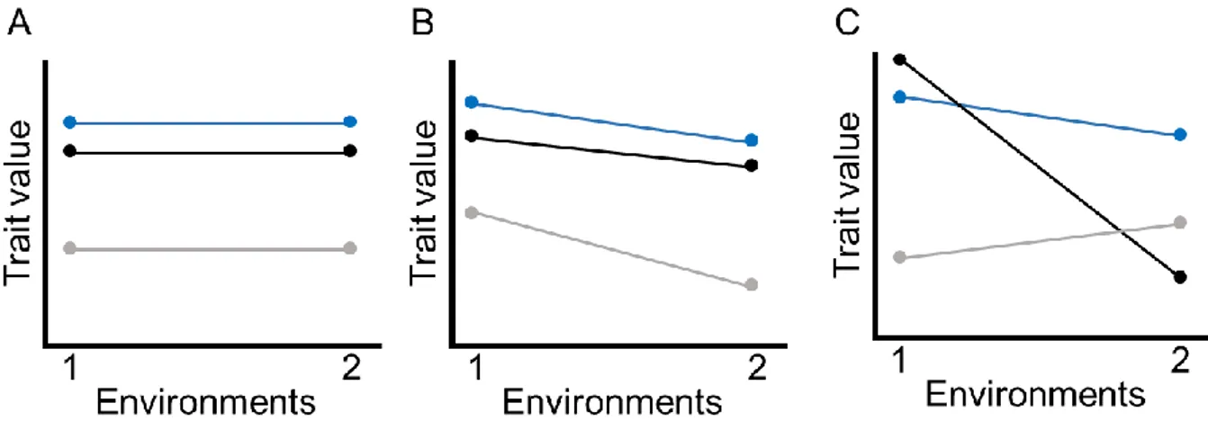 Figure  4.1.  Reaction norms of a  given trait of three  genotypes  (different color lines in  each  graph)  under  two  environments,  with  (A)  absence  of  phenotypic  plasticity,  (B)  presence  of  phenotypic  plasticity  and  (C)  presence  of  phen