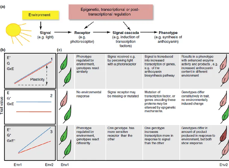 Figure  4.2.  Phenotypic  plasticity  in  the  production  of  leaf  anthocyanins  as  a  defensive  mechanism  in  response  to  an  excess  of  light  or  temperature  or  to  osmotic  extremes