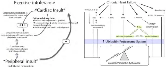 Figure 7: Déterminants de l’intolérance à l’effort (à gauche) et de la myopathie (à droite) chez les patients  ICC