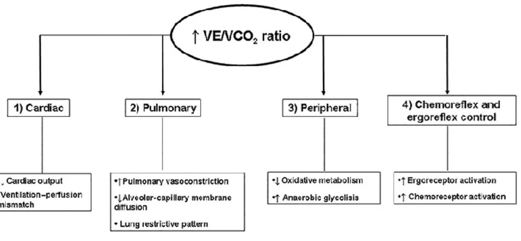 Figure 8: Mécanismes proposés dans la réduction de l’efficience respiratoire chez les patients IC [145]