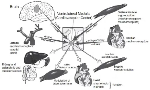 Figure 11: implication des boucles reflexes du SNA dans les ajustements cardiaques et vasculaires  au cours de l’exercice chez le sujet sain [159]