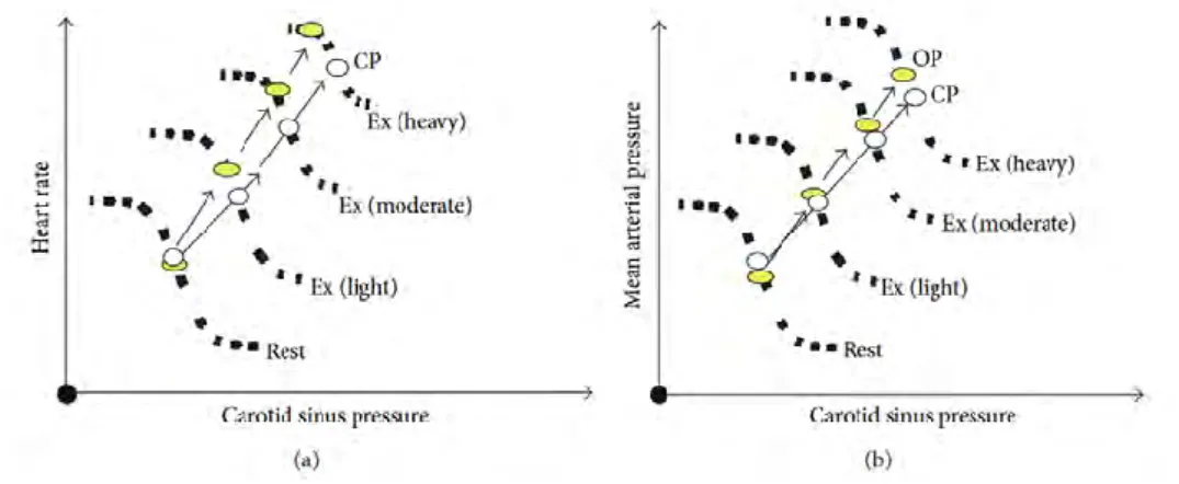 Figure 12: Baroréflexe resetting au repos et durant l’exercice léger, modéré et difficile [168]