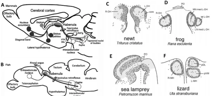 Fig. 5 The epithalamus of vertebrates and selected examples of habenular asymmetry.  